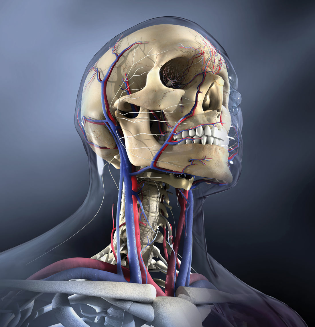 illustrated anatomy of the head and neck pdf download