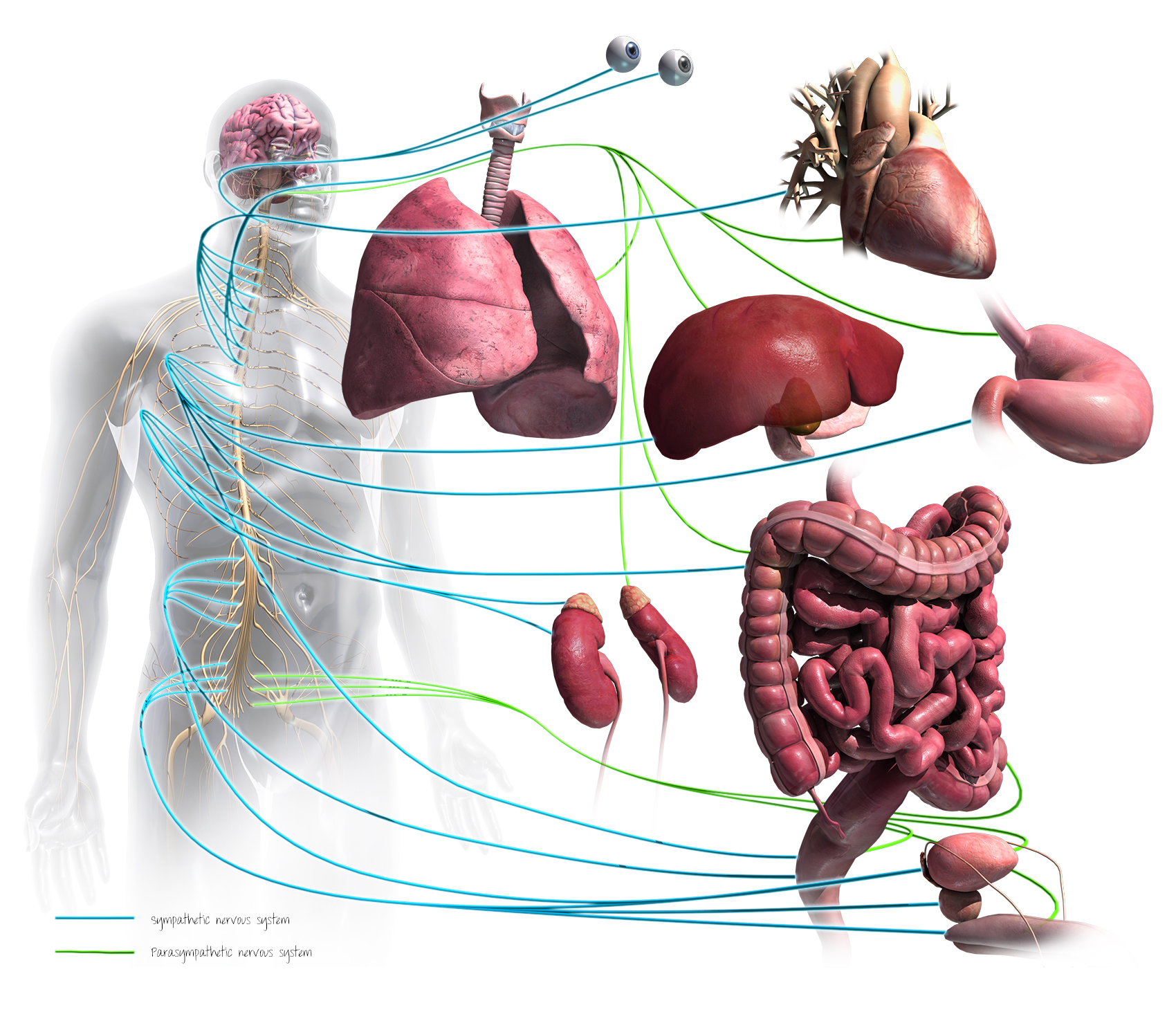 Autonomic Nervous System A KYU Design