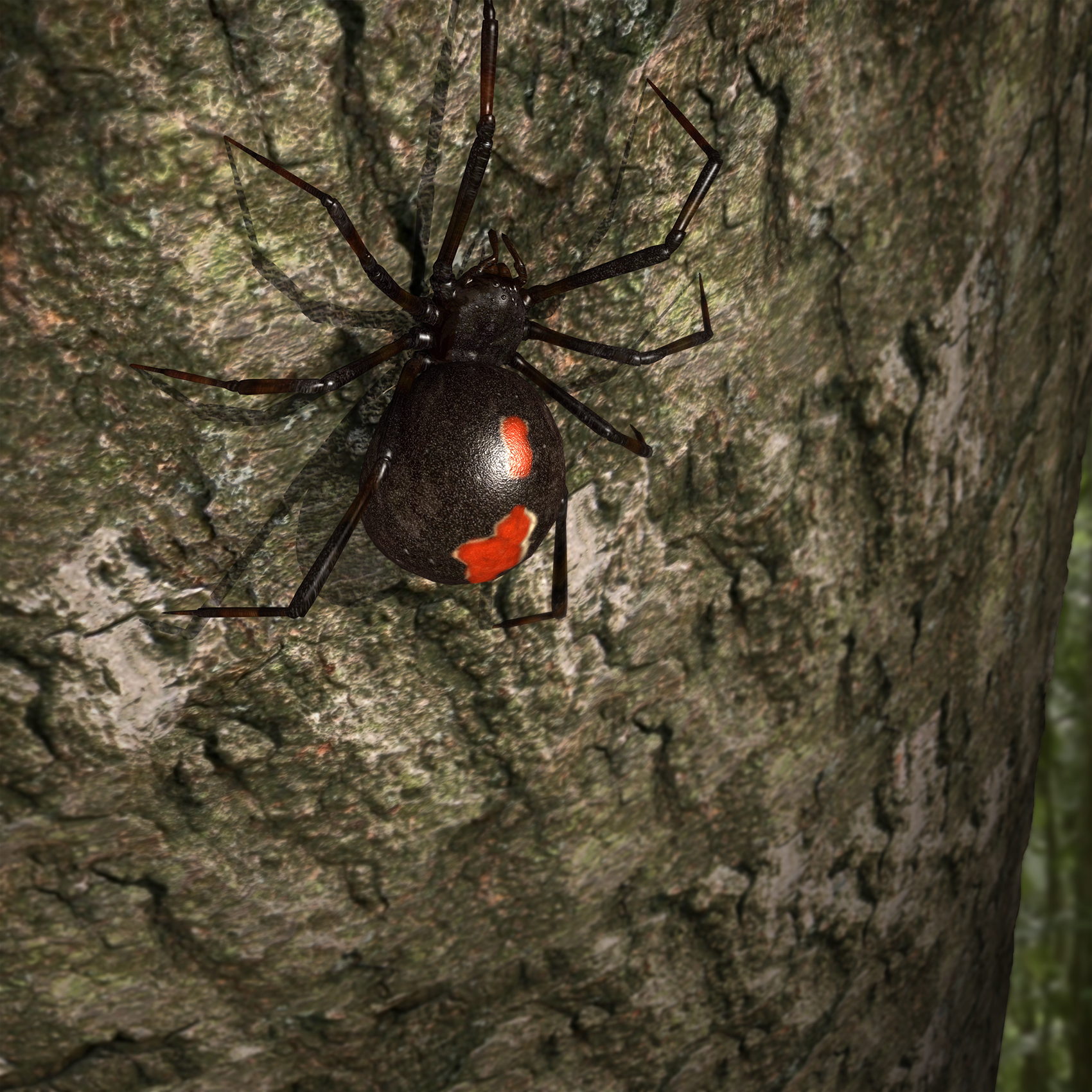 Black Widow Spider - A KYU Design